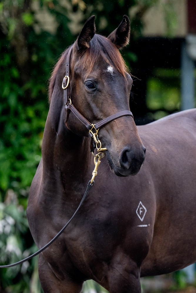 Capitalist (AUS) / Secret Lady (AUS) 2024 Filly - Image 3