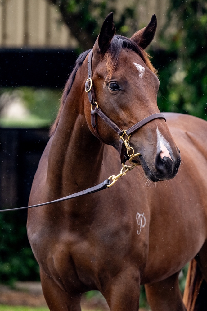 Better Than Ready (AUS) / Flaunted (AUS) 2024 Filly - Image 3