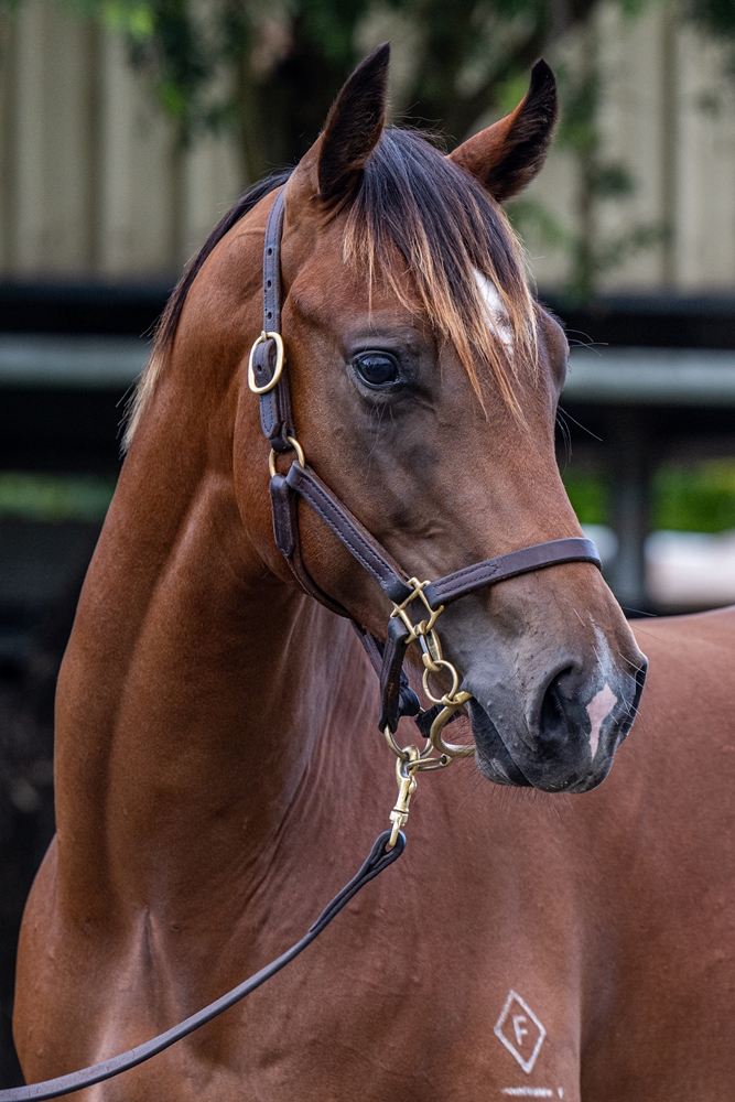 Supido (AUS) / Significant (AUS) 2024 Colt - Image 3