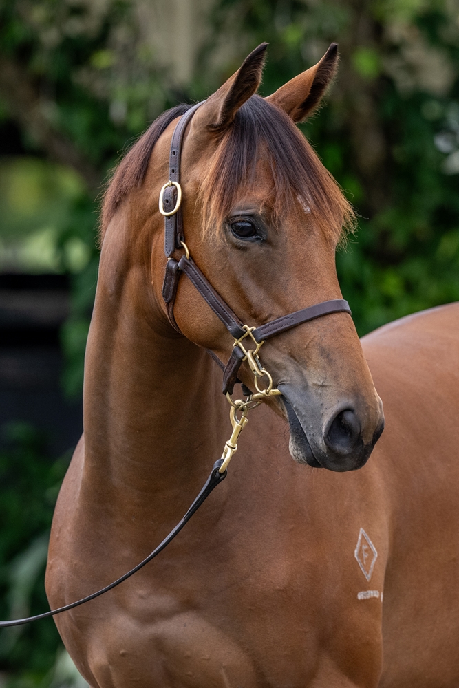 Acrobat (AUS) / Wobbly Boots (AUS) 2024 Filly - Image 3