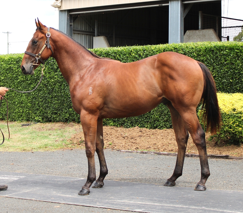 Lean Mean Machine (AUS) / Woolsey (AUS) 2024 Colt - Image 1