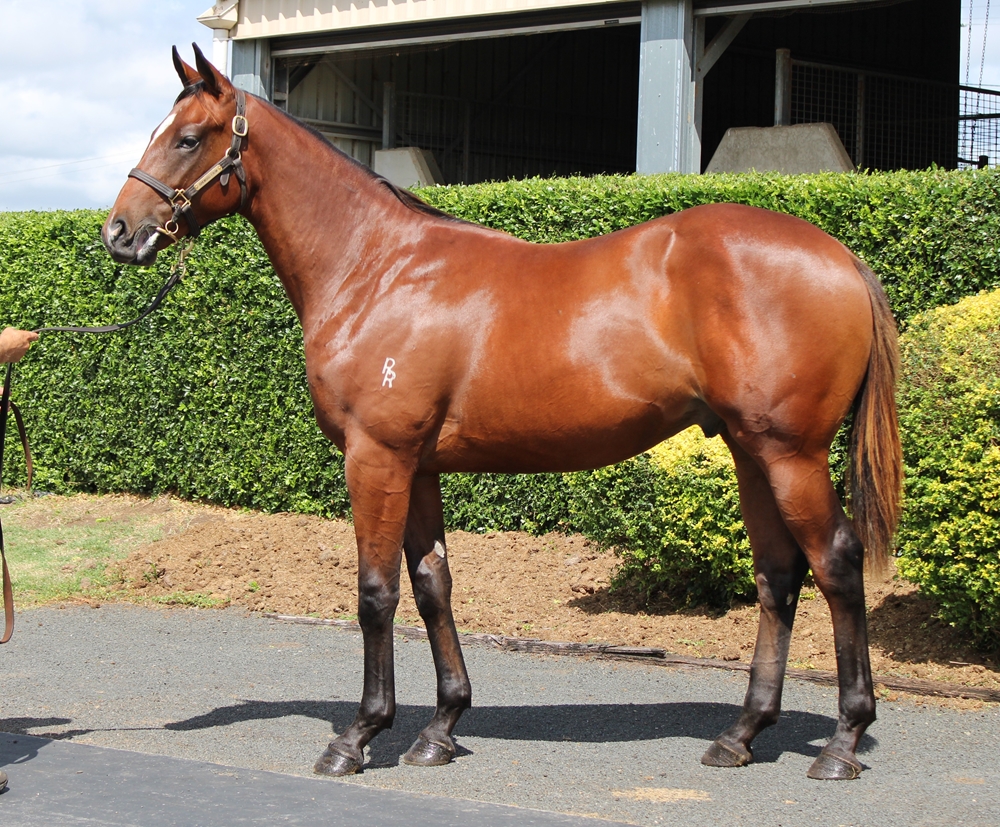 Dracarys (AUS) / De Belle of Cannes (AUS) 2024 Colt - Image 1