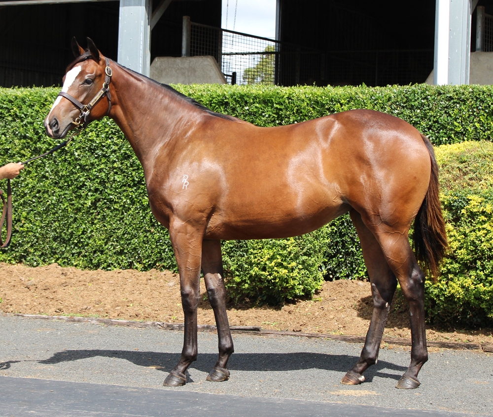 Dracarys (AUS) / Mondeuse (AUS) 2024 Filly - Image 1