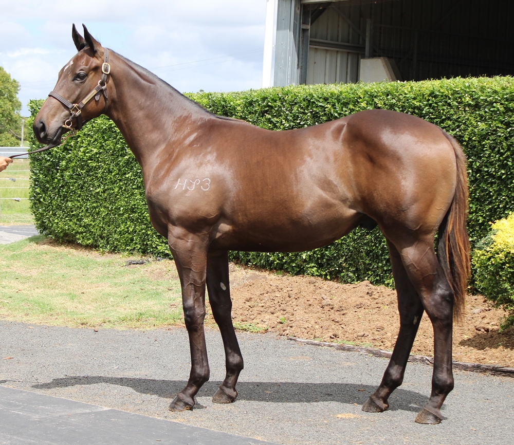Dracarys (AUS) / Sheezalady (AUS) 2024 Colt - Image 1