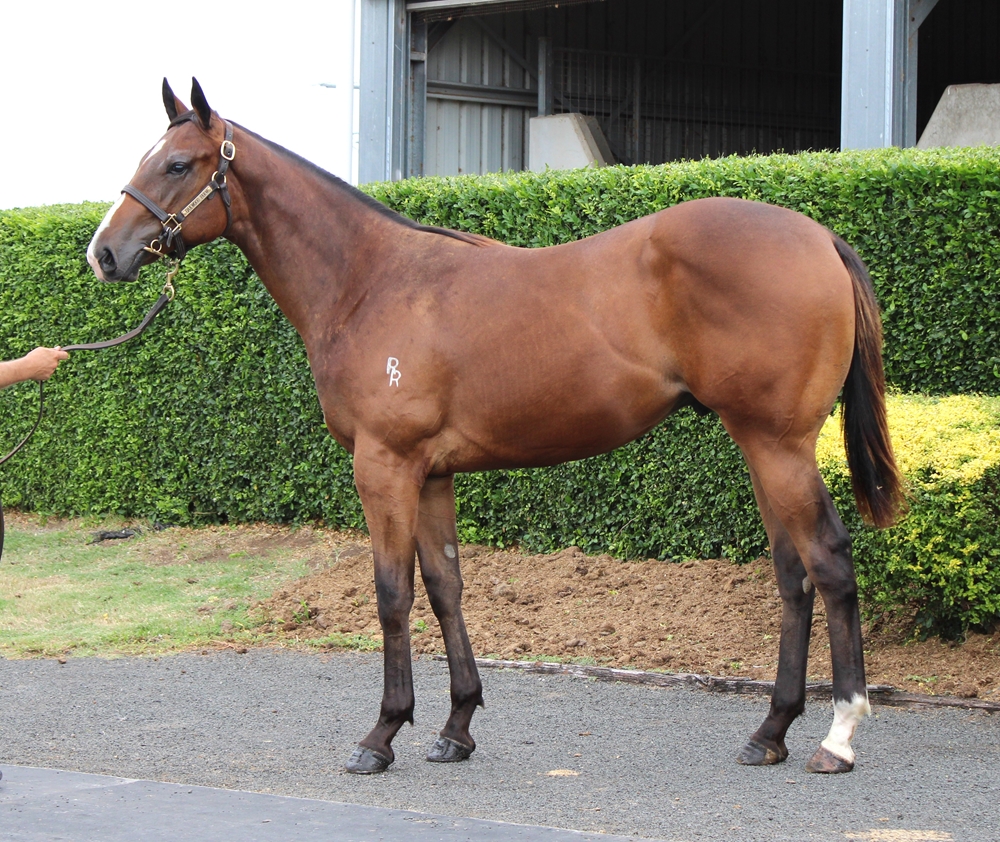 Spirit of Boom (AUS) / Tycoon Tori (AUS) 2024 Colt - Image 1