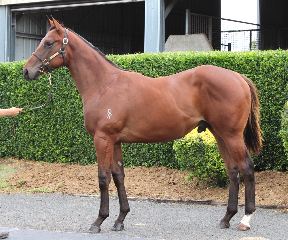 Dracarys (AUS) / Valenciano (NZ) 2024 Colt - Image 1