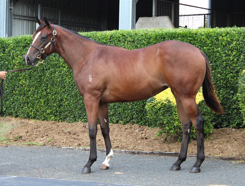 Dracarys (AUS) / Vernazza (AUS) 2024 Filly - Image 1