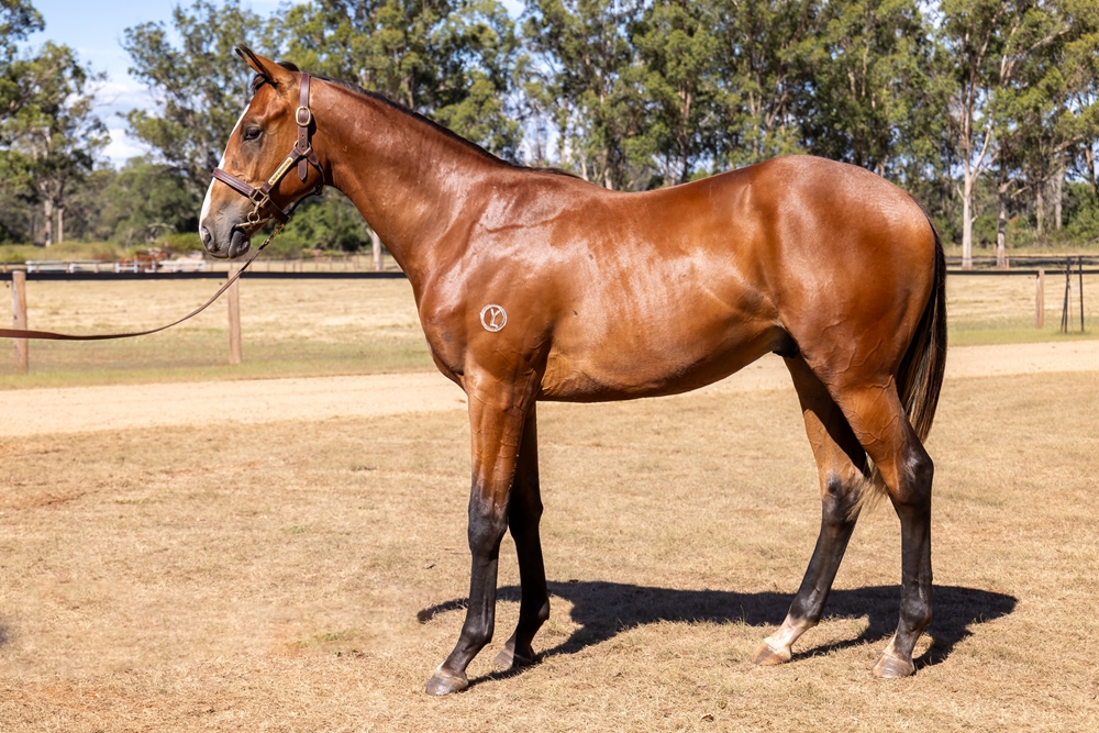 Tagaloa (AUS) / Kimberley Road (NZ) 2024 Colt - Image 1