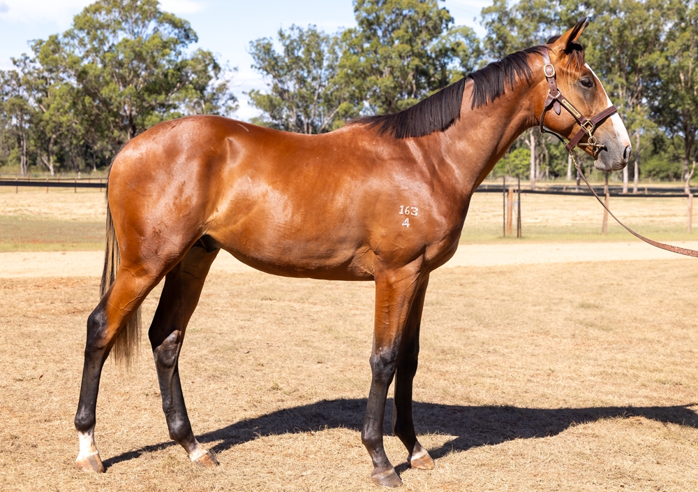 Tagaloa (AUS) / Kimberley Road (NZ) 2024 Colt - Image 2