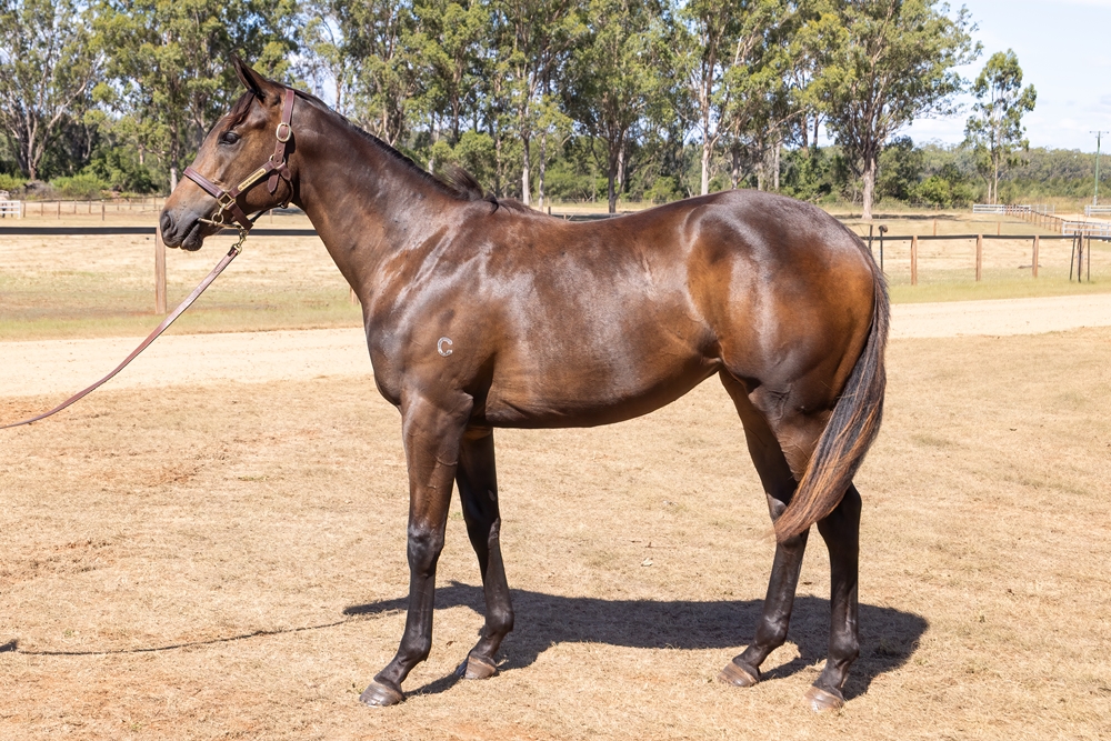 Graff (AUS) / Legal Eagle (AUS) 2024 Filly - Image 1