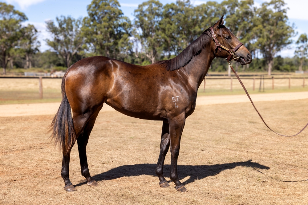 Graff (AUS) / Legal Eagle (AUS) 2024 Filly - Image 2