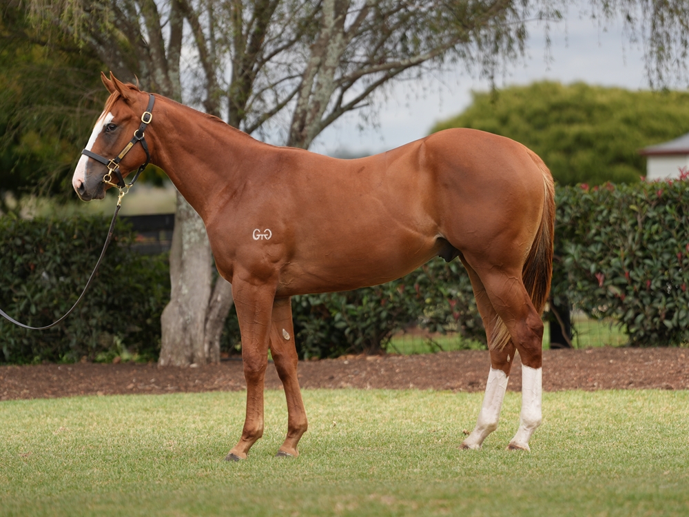 In the Congo (AUS) / Capital Miss (AUS) 2024 Colt - Image 1