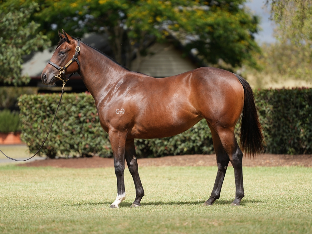 Russian Revolution (AUS) / Matildare (AUS) 2024 Filly - Image 1