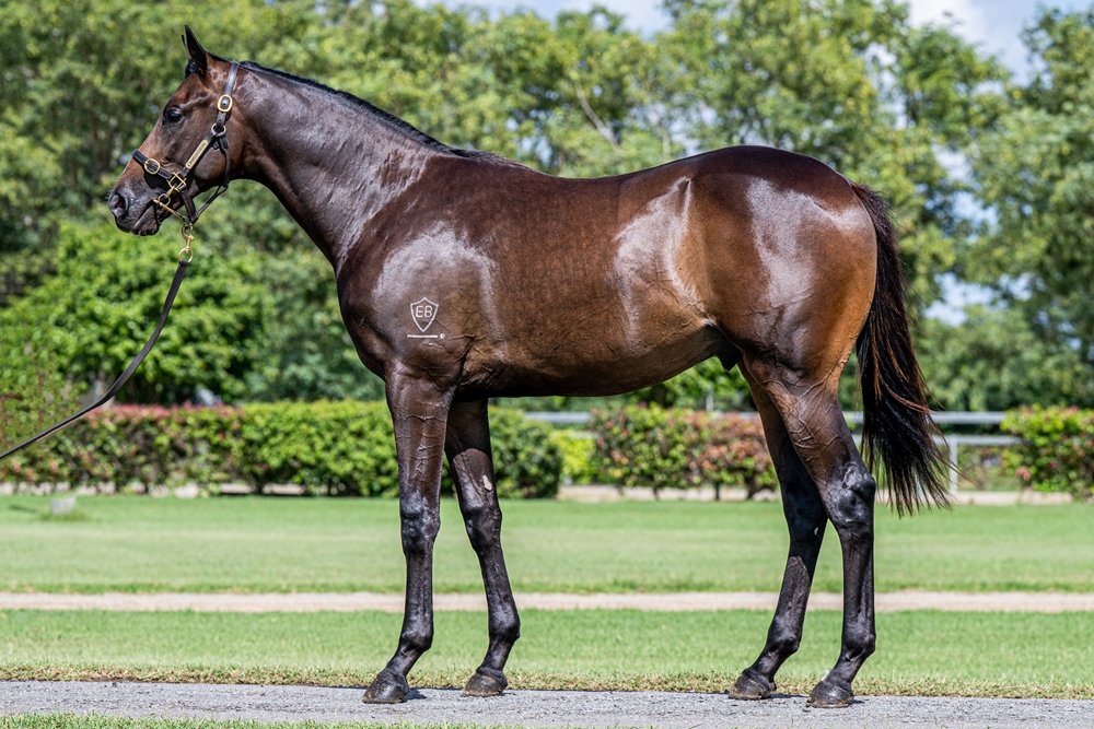 So You Think (NZ) / Lot Three Four One (AUS) 2024 Colt - Image 1