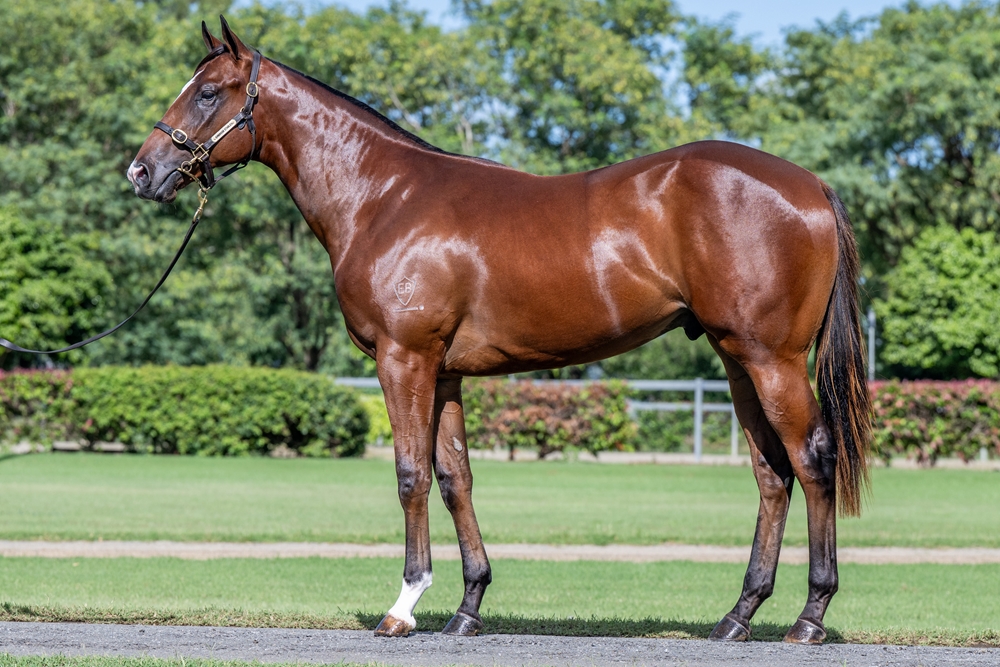Profiteer (AUS) / Nishka (AUS) 2024 Colt - Image 1