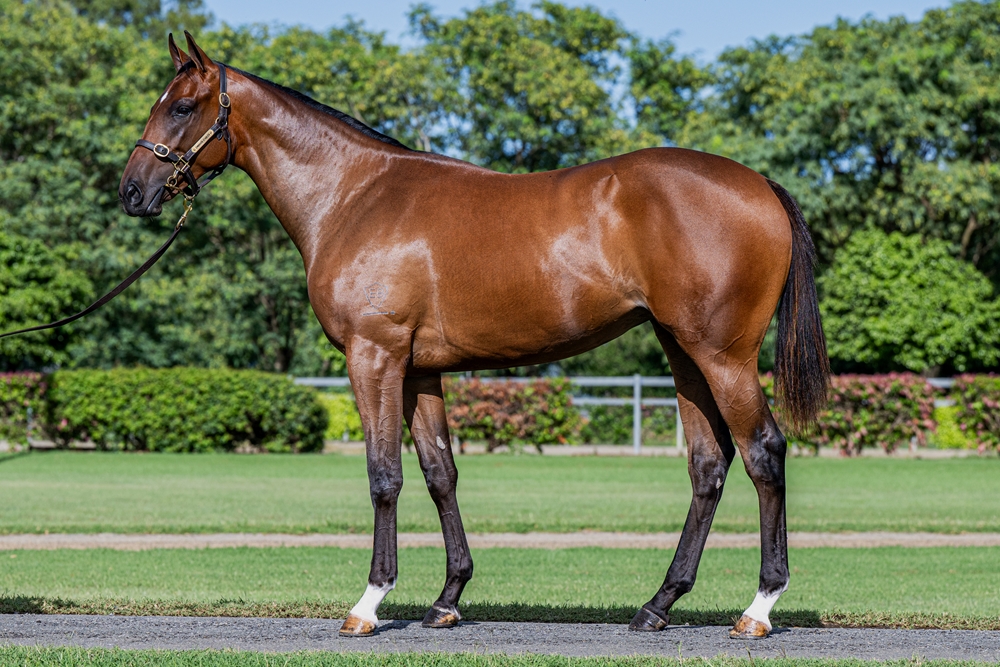 State of Rest (IRE) / Perfectly Safe (AUS) 2024 Filly - Image 1