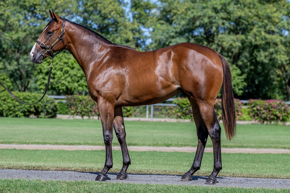North Pacific (AUS) / Sunrise Dancer (AUS) 2024 Colt - Image 1