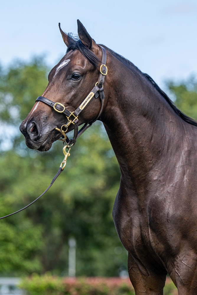 So You Think (NZ) / Lot Three Four One (AUS) 2024 Colt - Image 2