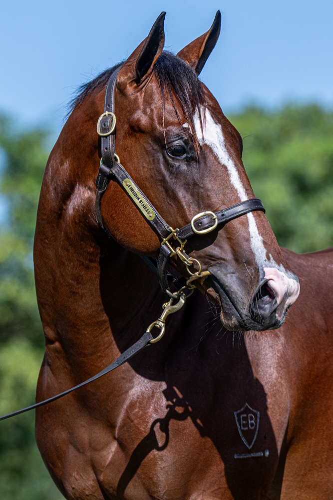 Profiteer (AUS) / Nishka (AUS) 2024 Colt - Image 2