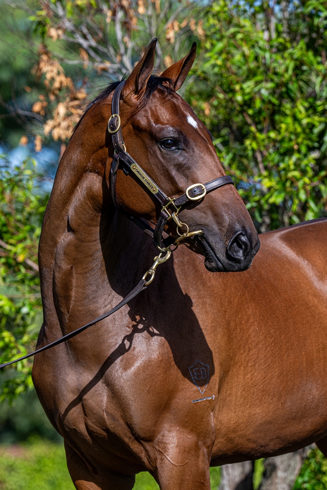 State of Rest (IRE) / Perfectly Safe (AUS) 2024 Filly - Image 2