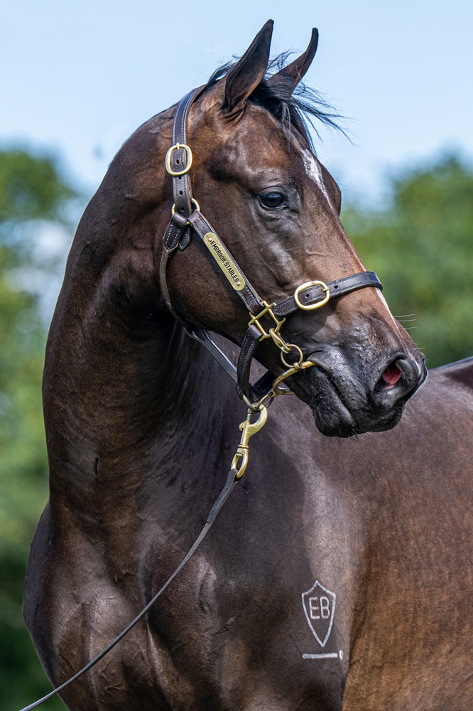 So You Think (NZ) / Lot Three Four One (AUS) 2024 Colt - Image 3