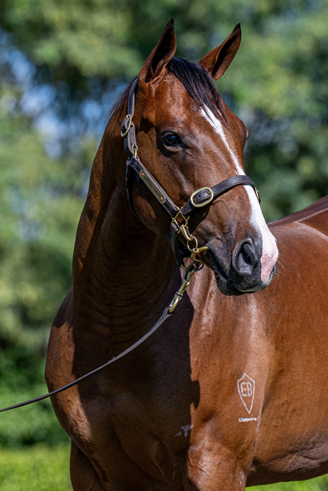 North Pacific (AUS) / Sunrise Dancer (AUS) 2024 Colt - Image 2