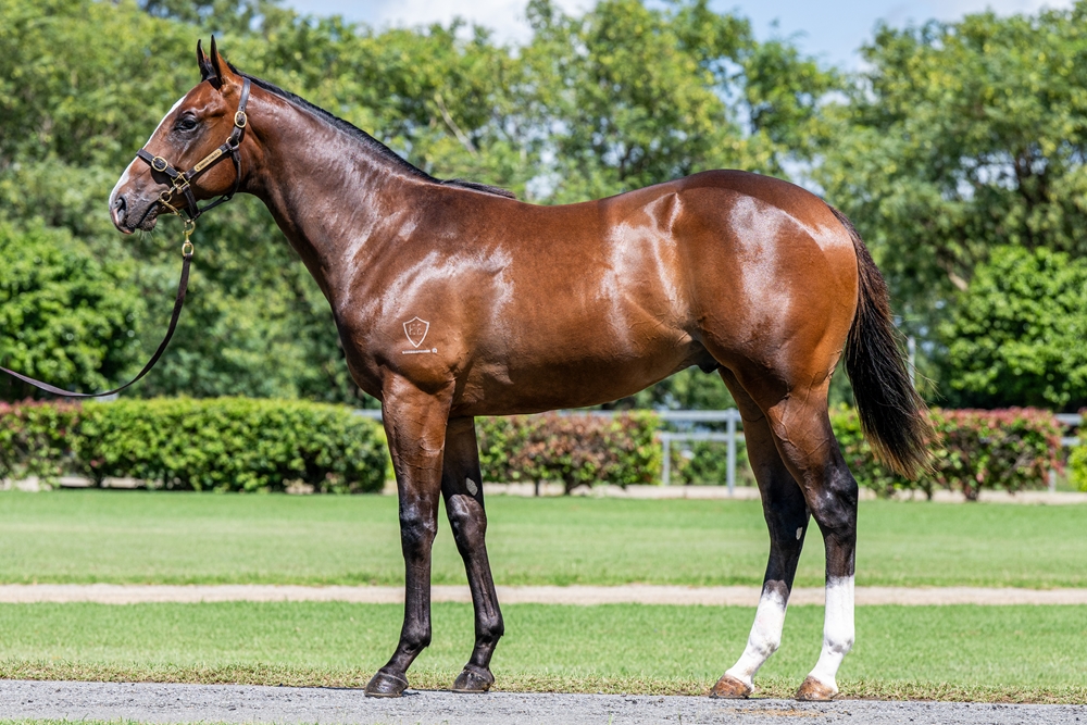 Stronger (AUS) / The Filly (NZ) 2024 Colt - Image 1