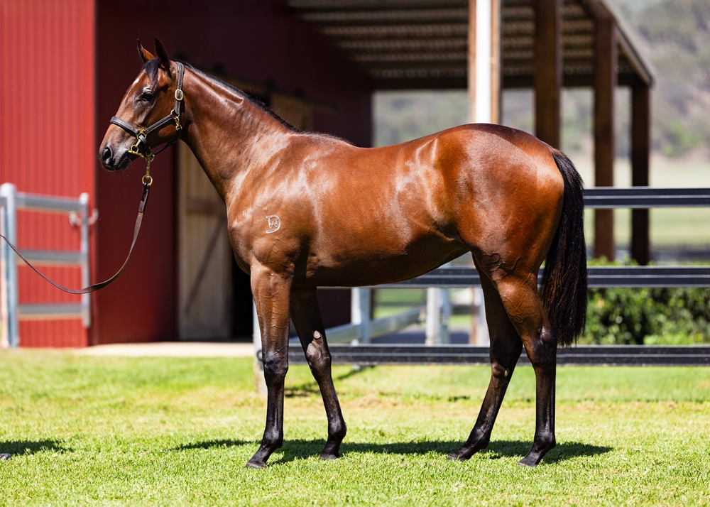 All Too Hard (AUS) / Zelberg (AUS) 2024 Filly - Image 1