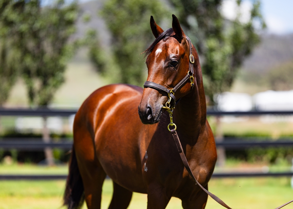 All Too Hard (AUS) / Zelberg (AUS) 2024 Filly - Image 2