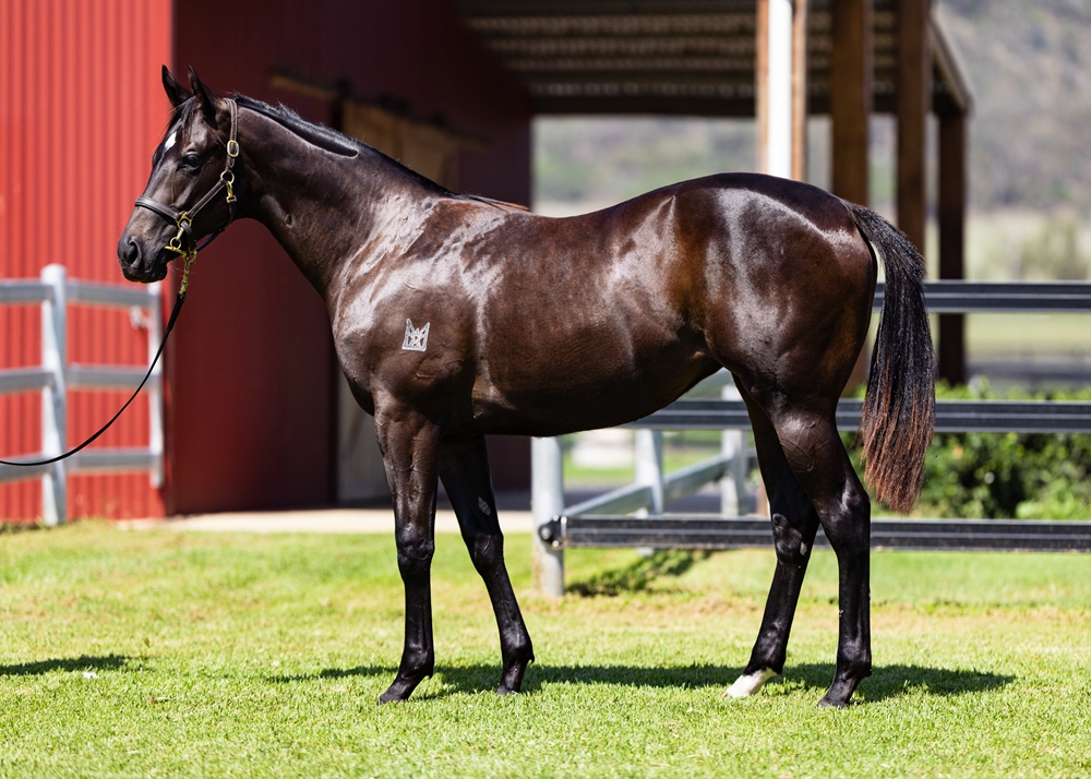 Captivant (AUS) / Zinzi (AUS) 2024 Filly - Image 1