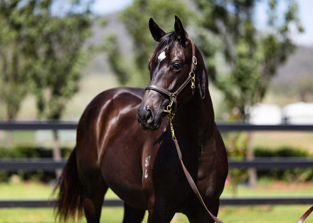 Captivant (AUS) / Zinzi (AUS) 2024 Filly - Image 2