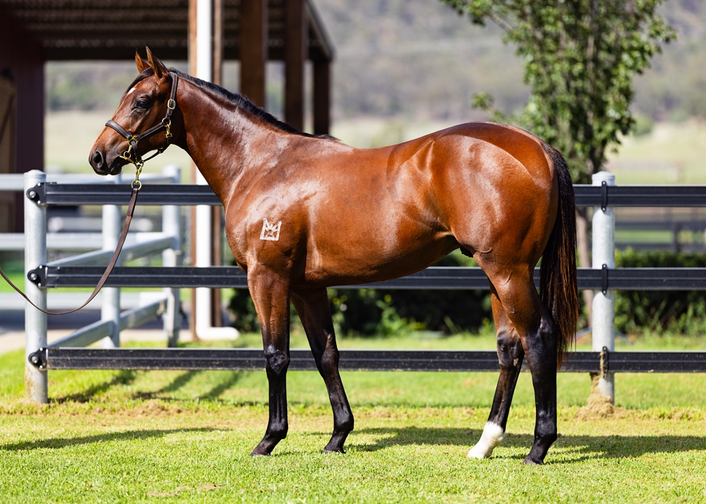 Tassort (AUS) / Absolvent (AUS) 2024 Colt - Image 1