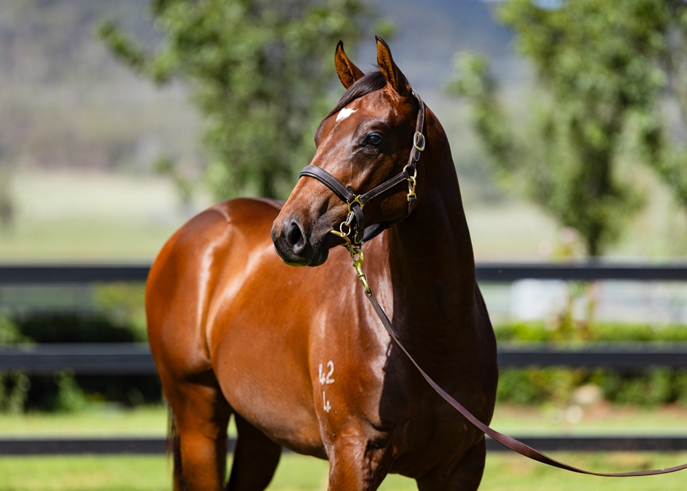 Tassort (AUS) / Absolvent (AUS) 2024 Colt - Image 2