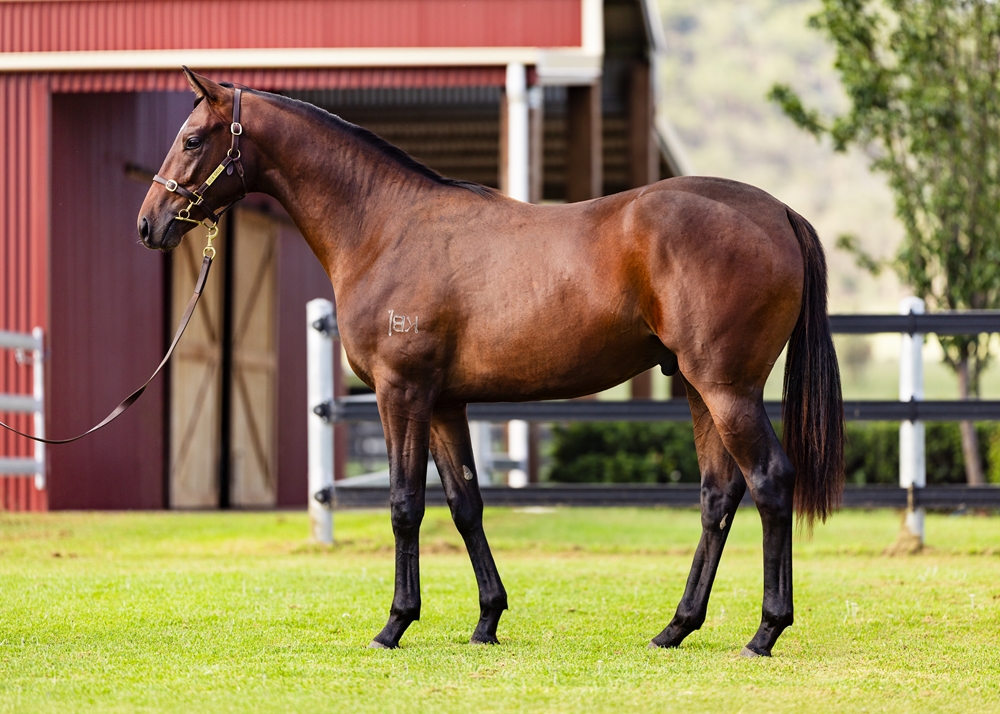 Wild Ruler (AUS) / Breannon (AUS) 2024 Colt - Image 1