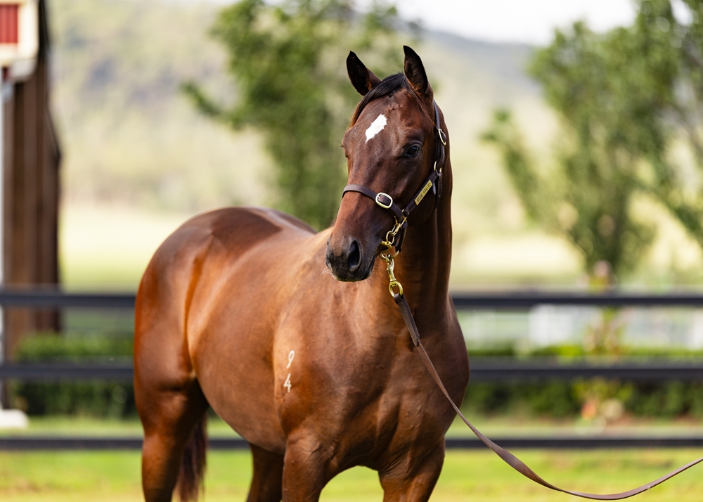 Wild Ruler (AUS) / Breannon (AUS) 2024 Colt - Image 2