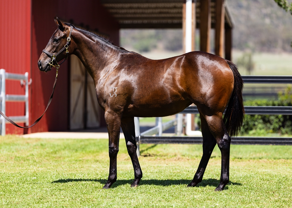 Zousain (AUS) / Summer Breeze (AUS) 2024 Filly - Image 1