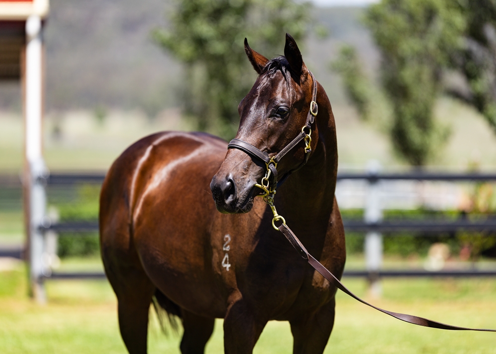 Zousain (AUS) / Summer Breeze (AUS) 2024 Filly - Image 2