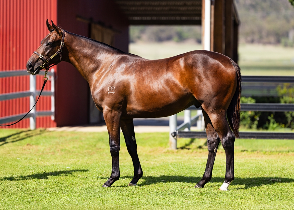 Dundeel (NZ) / Swift Chick (AUS) 2024 Colt - Image 1