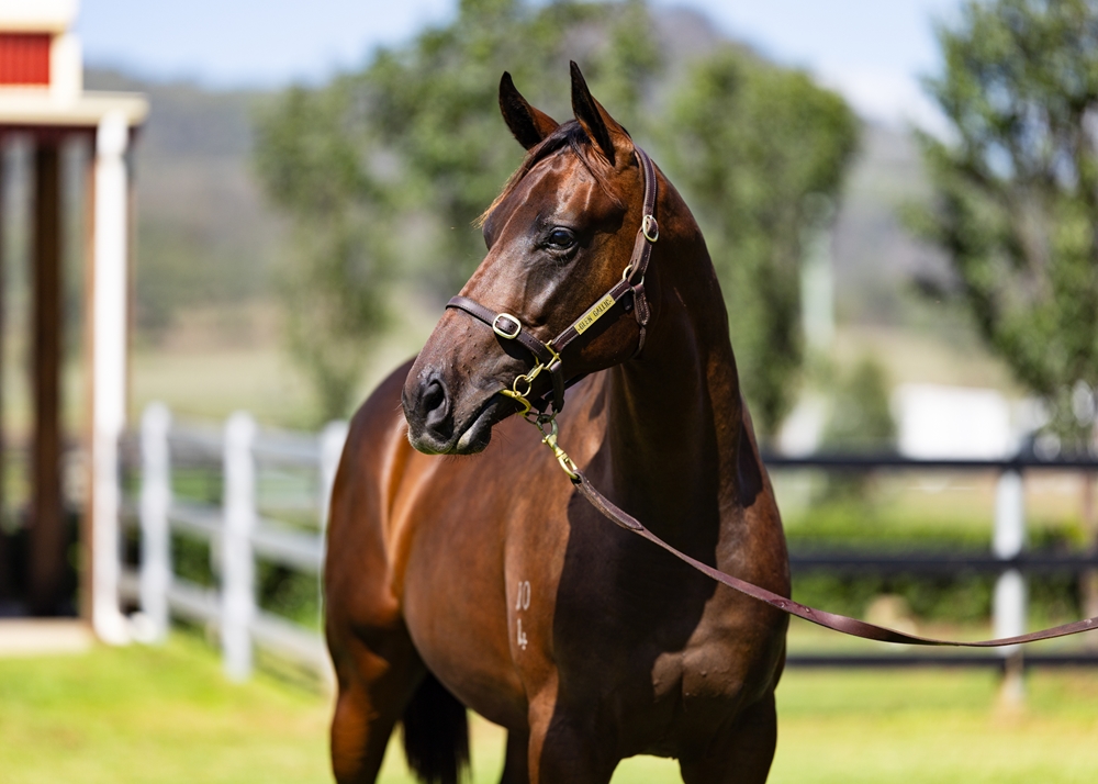 Dundeel (NZ) / Swift Chick (AUS) 2024 Colt - Image 2