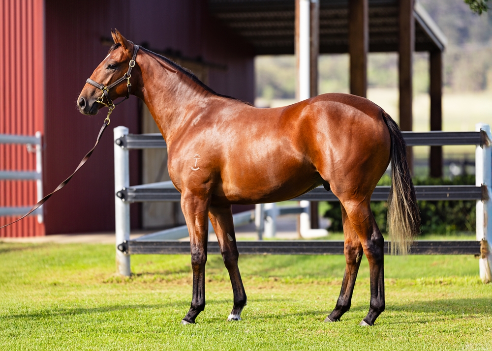 The Autumn Sun (AUS) / Touchabeel (NZ) 2024 Colt - Image 1
