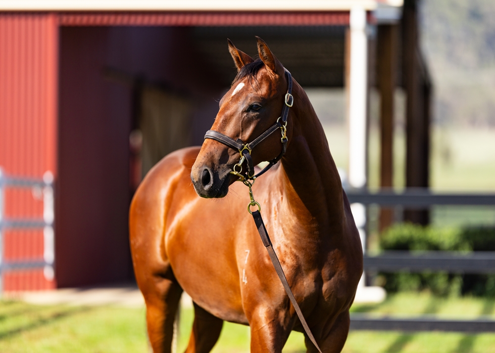 The Autumn Sun (AUS) / Touchabeel (NZ) 2024 Colt - Image 2