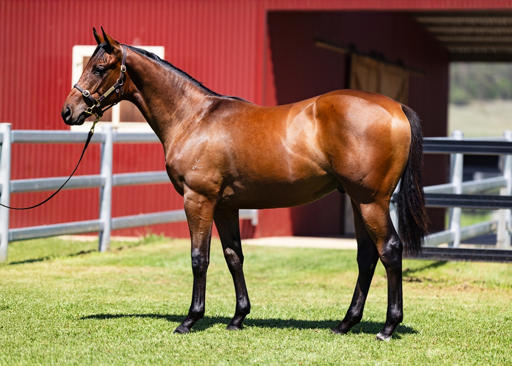 Pierro (AUS) / Chillaxing (AUS) 2024 Colt - Image 1