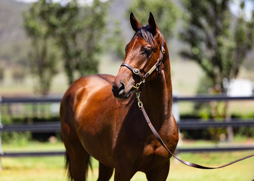 Pierro (AUS) / Chillaxing (AUS) 2024 Colt - Image 2