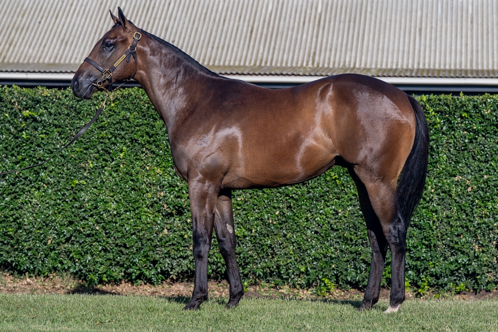 Hitotsu (AUS) / Angelical (AUS) 2024 Colt - Image 1