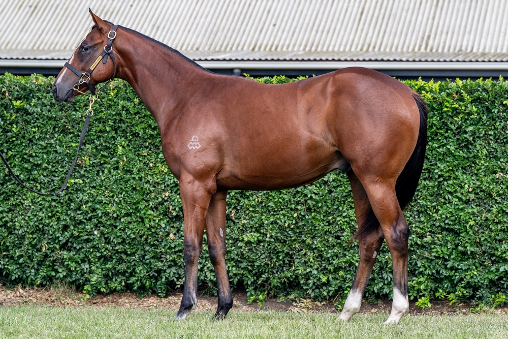 Maurice (JPN) / Almighty Girl (AUS) 2024 Colt - Image 1