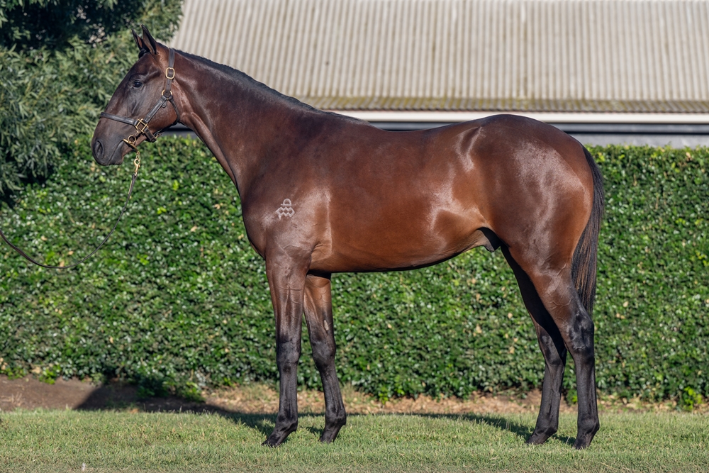 Hitotsu (AUS) / Dargana (AUS) 2024 Colt - Image 1