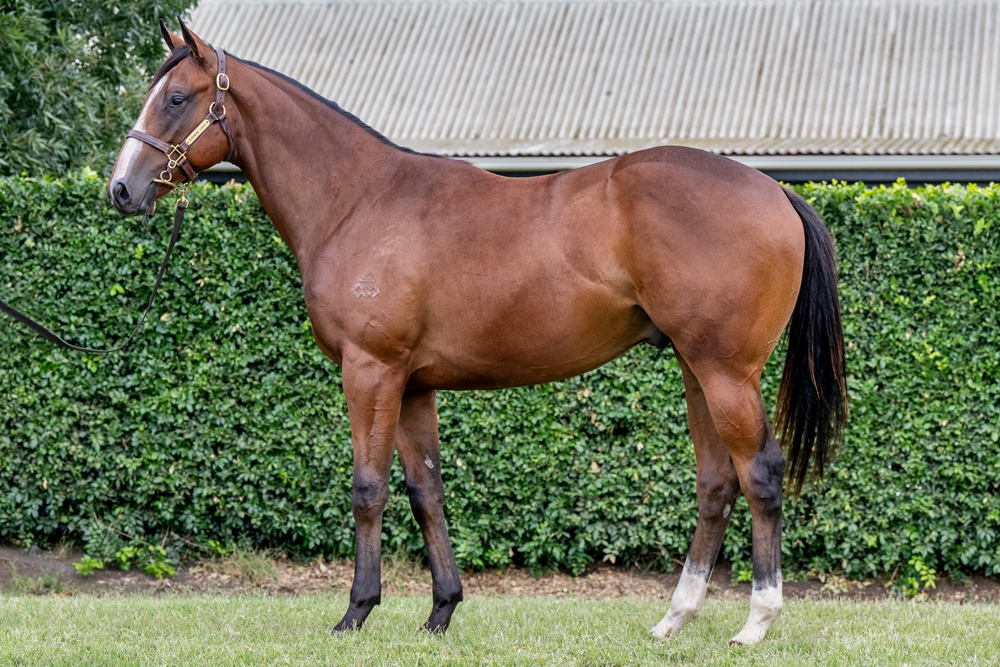 Maurice (JPN) / Darzela (AUS) 2024 Colt - Image 1