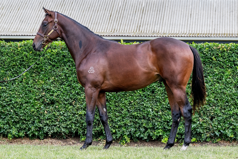 Dundeel (NZ) / Dream Tiara (JPN) 2024 Colt - Image 1