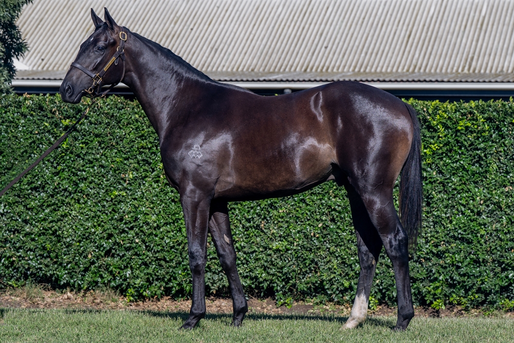 Hitotsu (AUS) / Farsight (AUS) 2024 Colt - Image 1