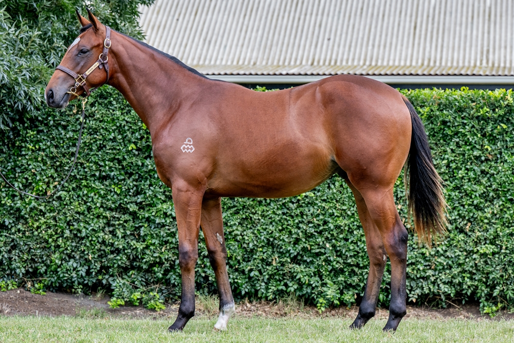 The Autumn Sun (AUS) / Intiba (USA) 2024 Colt - Image 1